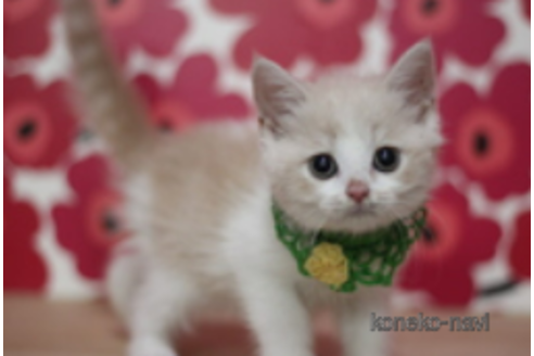 成約済の東京都のスコティッシュフォールド-68767の4枚目